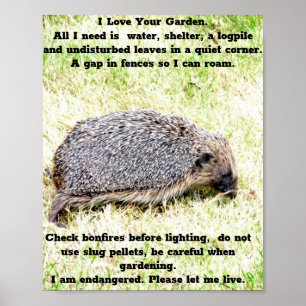 Liebe Igel Poster