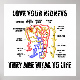 Liebe Ihre Nieren Sie sind lebenswichtig (Nephron) Poster