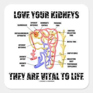 Liebe Ihre Nieren Sie sind lebenswichtig (Nephron) Quadratischer Aufkleber