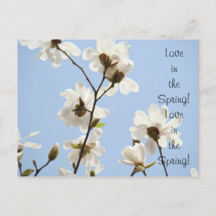 Liebe im Frühling! Postkarte White Magnolias