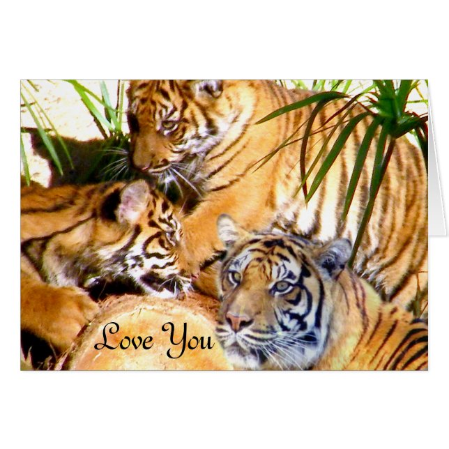 Liebe immer, Tigers_ (Vorderseite (Horizontal))
