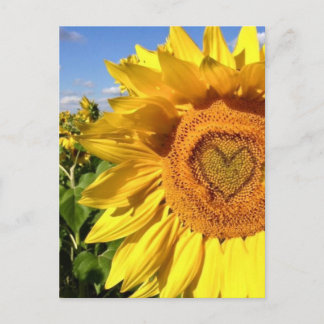 Liebe in den Sonnenblumen Postkarte