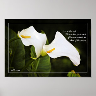 Liebe ist die einzige Blume Poster