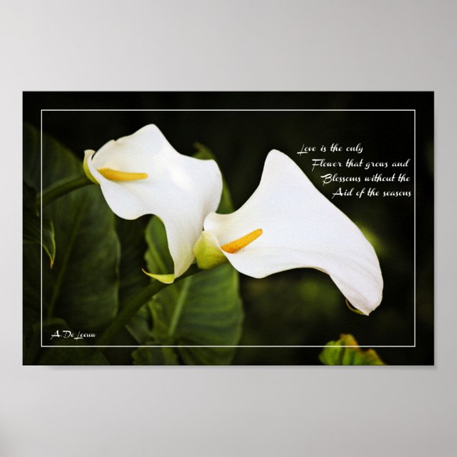 Liebe ist die einzige Blume Poster (Vorne)