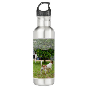 Liebe ist eine Fox Terrier, Edelstahlflasche