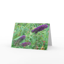 Liebe ist wie eine Schmetterlingszitat-Grußkarte