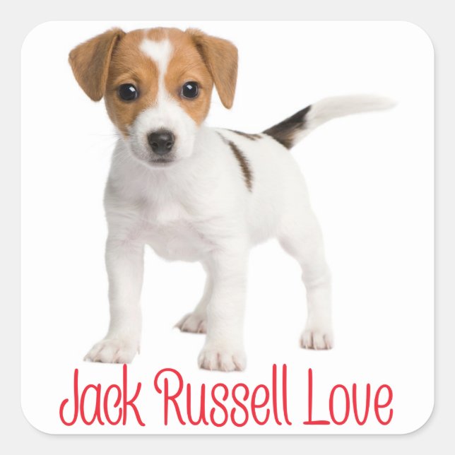 Liebe Jack Russell Terrier Puppy Dog Quadratischer Aufkleber (Vorderseite)