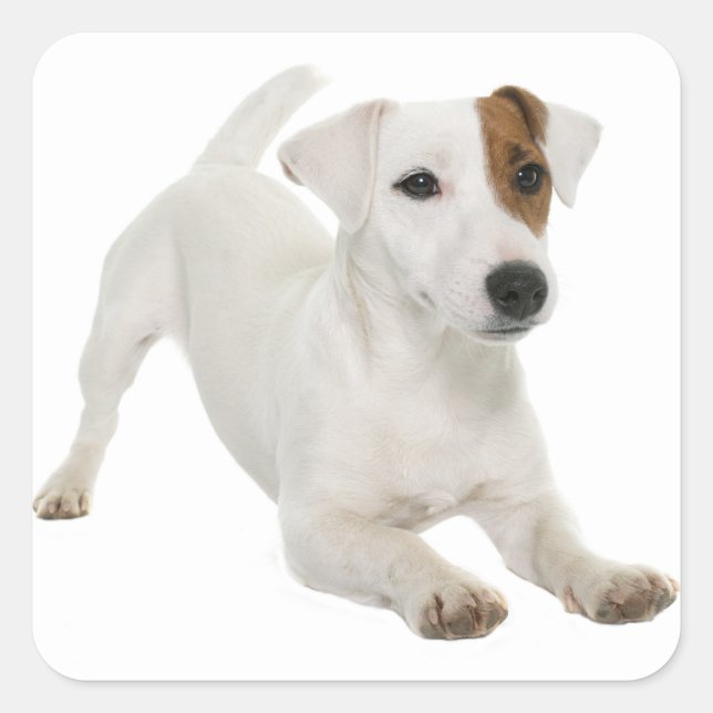 Liebe Jack Russell Terrier Puppy Dog White Brown Quadratischer Aufkleber (Vorderseite)