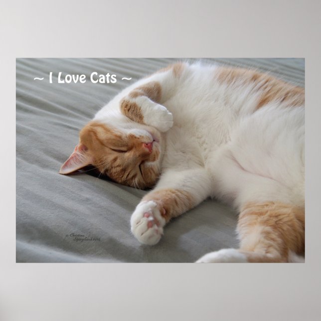 Liebe Katzen niedliche Katzen schlafend Poster (Vorne)