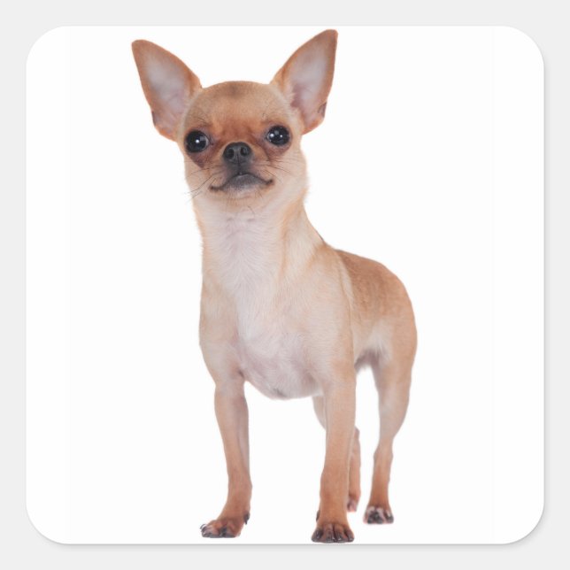 Liebe Kurz Hair Chihuahua Welpe Hund Quadratischer Aufkleber (Vorderseite)