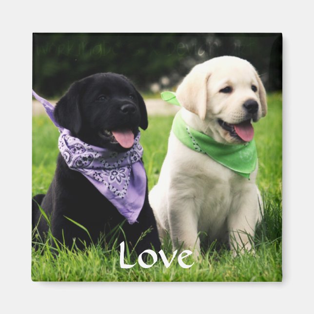 Liebe Labrador Retriever Welppies Kühlschrankmagne Magnet (Vorne)