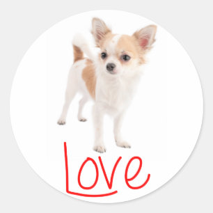 Liebe Langhaar Chihuahua Welpe Hund Runder Aufkleber