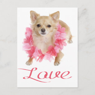 Liebe Langhaar Chihuahua Welpen Hund Postkarte