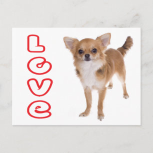 Liebe Langhaar Chihuahua Welpen Hund Postkarte
