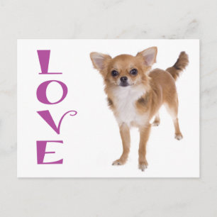 Liebe Langhaar Chihuahua Welpen Hund Postkarte