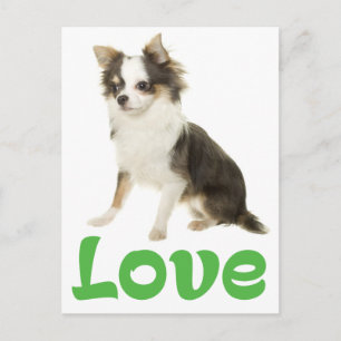 Liebe Langhaar Chihuahua Welpen Hund Postkarte
