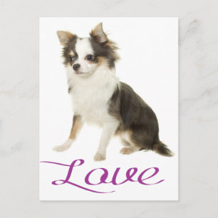 Liebe Langhaar Chihuahua Welpen Hund Postkarte