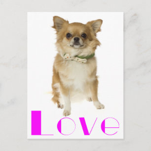 Liebe Langhaar Chihuahua Welpen Hund Postkarte