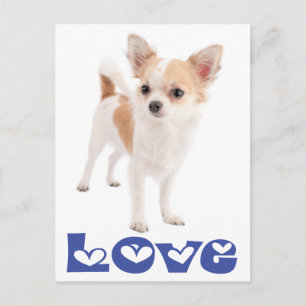Liebe Langhaar Chihuahua Welpen Hund Postkarte
