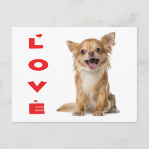 Liebe Langhaar Chihuahua Welpen Hund Postkarte