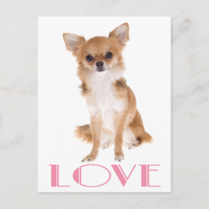 Liebe Langhaar Chihuahua Welpen Hund Postkarte