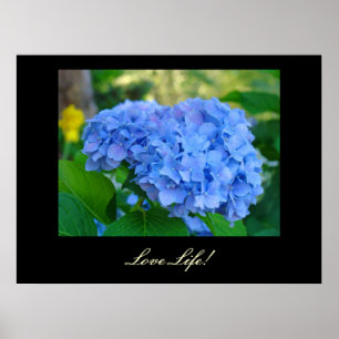 Liebe Leben! Kunstdrucke Blaue Hortensie Florale K Poster