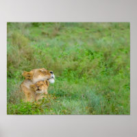 Liebe Lioness & Baby Poster