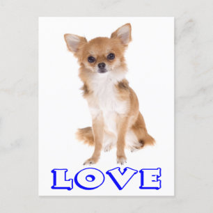 Liebe Long Hair Chihuahua Welpe Doppy Post Card Postkarte