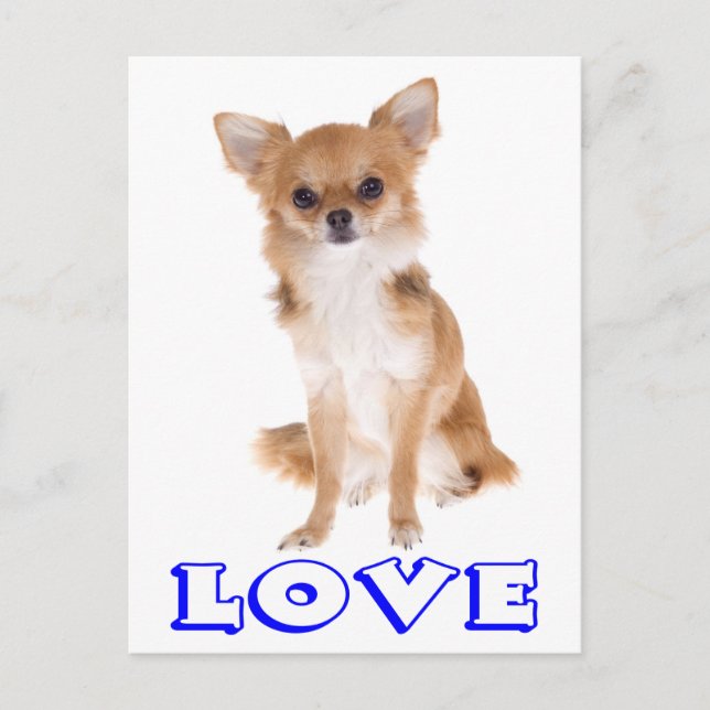 Liebe Long Hair Chihuahua Welpe Doppy Post Card Postkarte (Vorderseite)