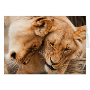 Liebe-Löwen, die Tierwild lebende tiere streicheln