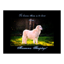 Liebe Maremma sheepdogs II