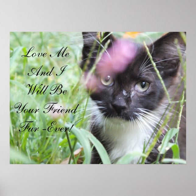 Liebe Me Kitten Poster (Vorne)