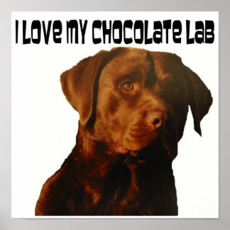 Liebe mein Schokolade-Labrador-Poster Poster