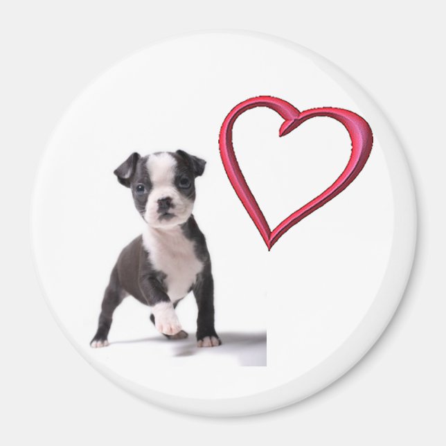Liebe My Boston Puppy Dog Magnet (Vorne)