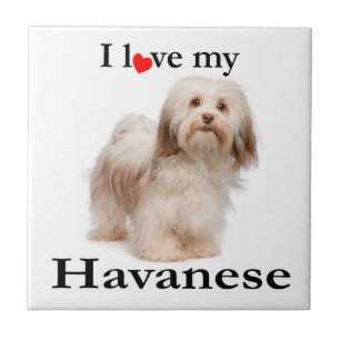 Liebe My Havanese Tile Fliese