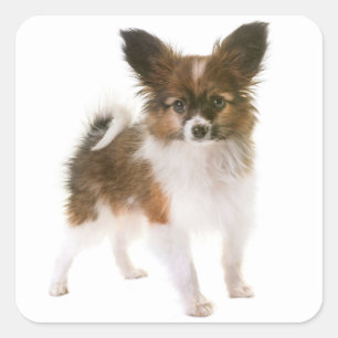 Liebe Papillon Puppy Dog Hallo, Miss You Quadratischer Aufkleber