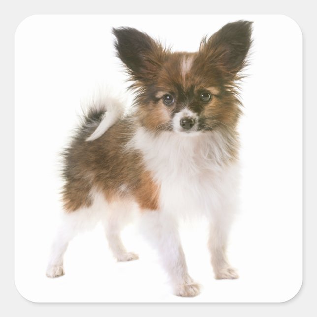 Liebe Papillon Puppy Dog Hallo, Miss You Quadratischer Aufkleber (Vorderseite)