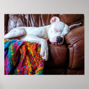 Liebe Pitbull Hund Schlafen auf dem Sofa Poster