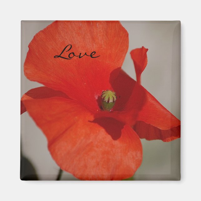 Liebe Poppy Magnet (Vorne)