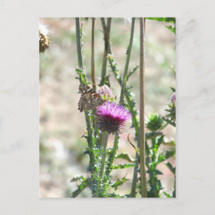 Liebe Postkarte