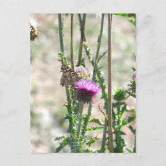 Liebe Postkarte