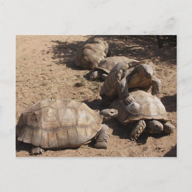 Liebe Postkarte (Vorderseite)