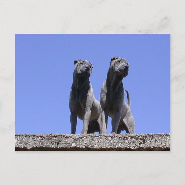 Liebe... Postkarte (Vorderseite)