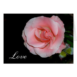 Liebe Rose