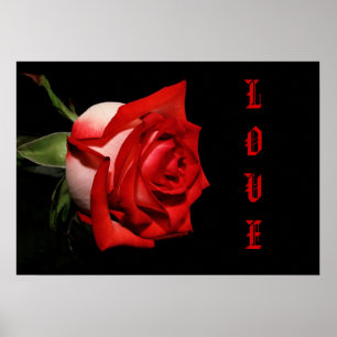 LIEBE Rose Poster