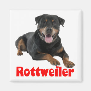 Liebe Rottweiler Braun & Schwarz Welpen Hund Carto Magnet