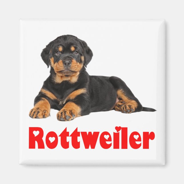 Liebe Rottweiler Brown & Black Puppy Dog Cartoon Magnet (Vorne)