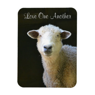 Liebe Schafe Magnet