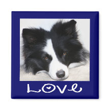 Liebe Schwarz-Weiß-Border-Collie-Welpe Blau Magnet