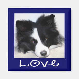 Liebe Schwarz-Weiß-Border-Collie-Welpe Blau Magnet